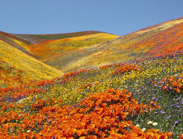 Valley of flowers